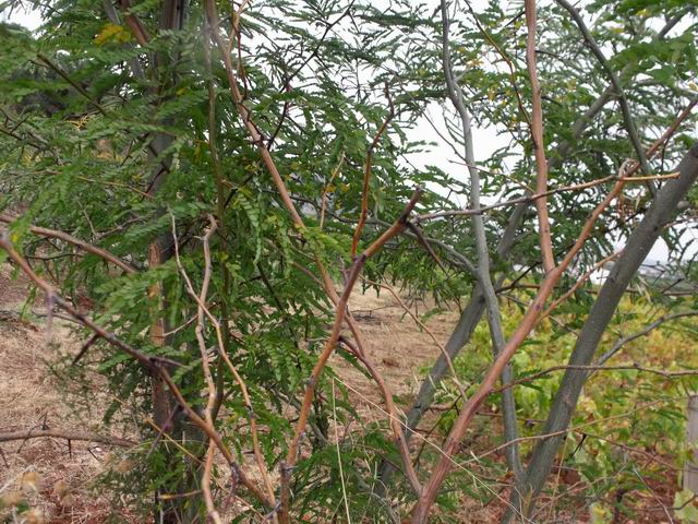 Gleditsia triacanthos / Spino di Giuda